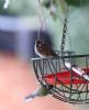 Tree Sparrow at Paglesham Lagoon (Jeff Delve) (60315 bytes)